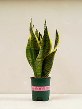 Snake Plant - A succulent plant with tall, upright leaves